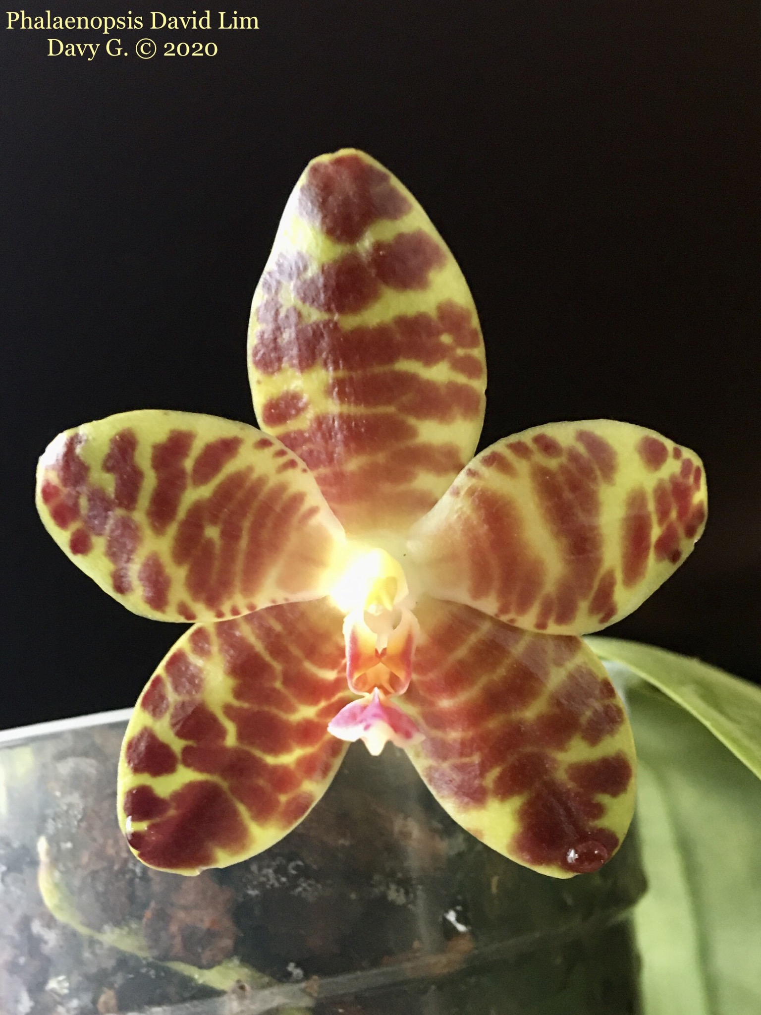 Phalaenopsis David Lim E77cff10