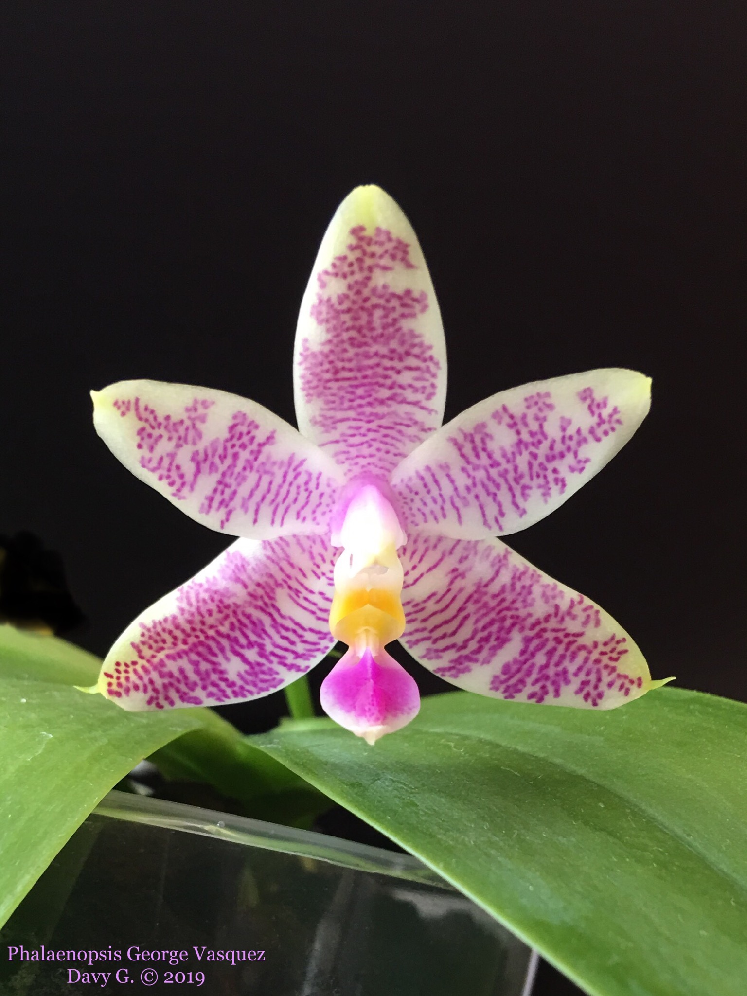 Phalaenopsis George Vasquez F108c210