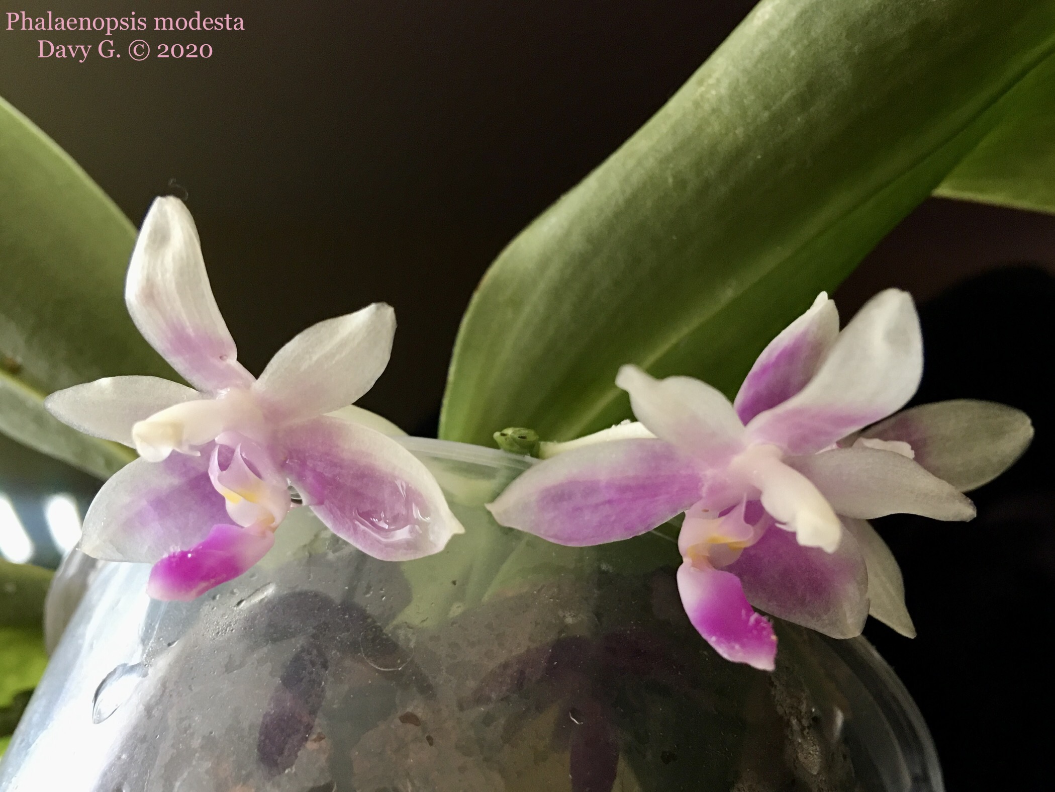 Phalaenopsis modesta Fff02e10