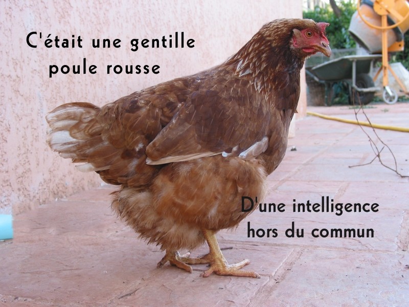 Reportage réalité par Poule soie : histoire d'une pauvre poule rousse adorable" : ascite hemorragique et cancerdu foie 00310