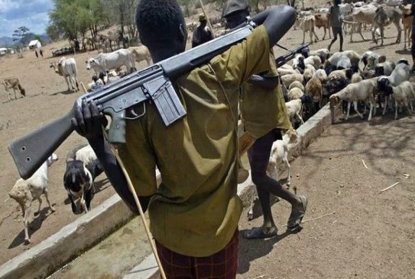 6 Fulani  Herdsmen, 150 Cows Killed In Nasarawa —Police Report  Fulani13