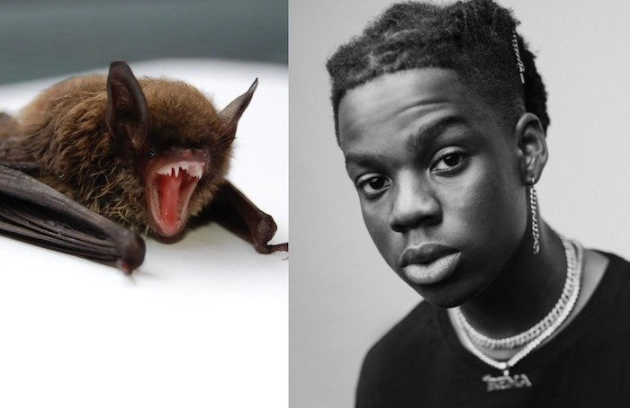  “I Would Love To Have A Bat As A Pet” – Rema Makes Shocking Revelation Rema-b10