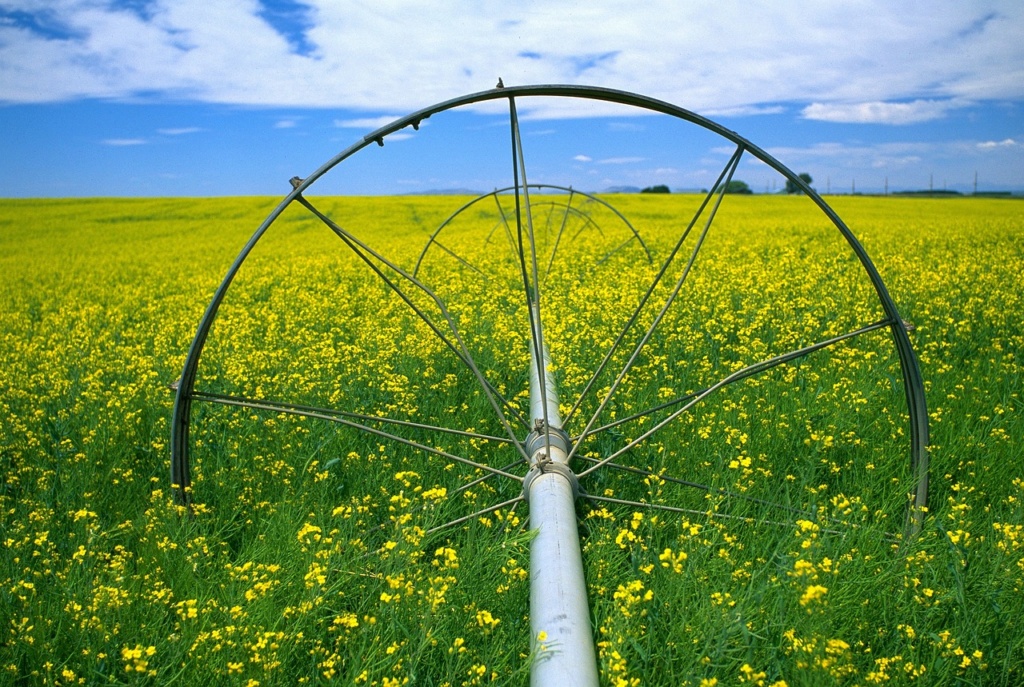 fotografija meseca juni 2023 - Page 20 Canola10