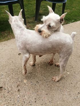 DAISY (CHIPPIE) & BELLA (LOKY) 2 soeurs Schnautzer blanc en FA 71 - SERBIE 10161810