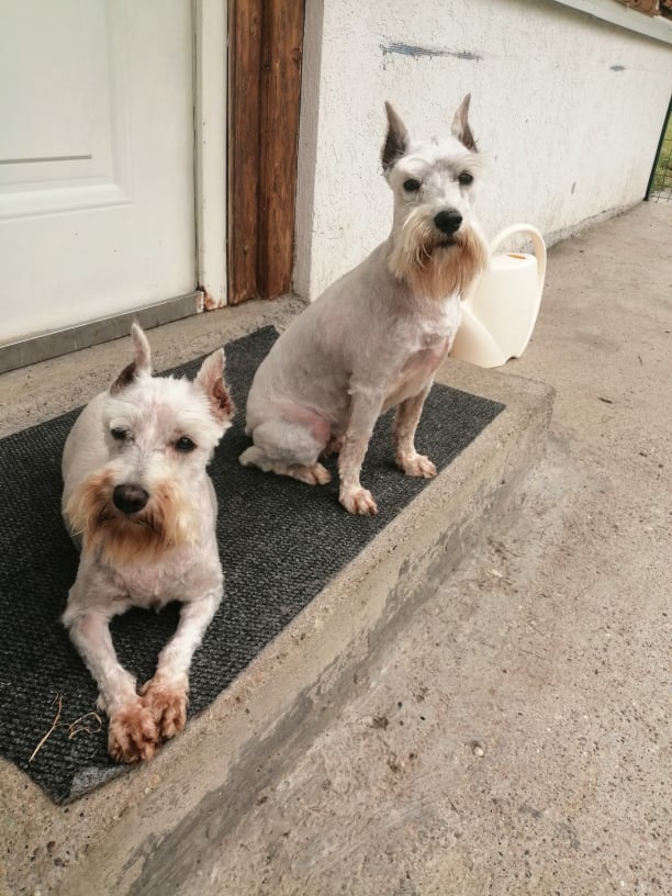 DAISY (CHIPPIE) & BELLA (LOKY) 2 soeurs Schnautzer blanc en FA 71 - SERBIE 10167310