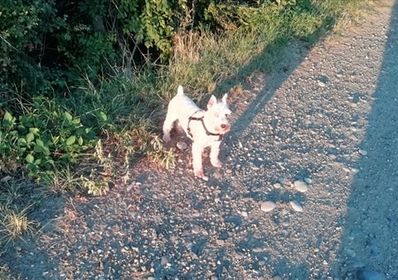 DAISY (CHIPPIE) & BELLA (LOKY) 2 soeurs Schnautzer blanc en FA 71 - SERBIE 11882410