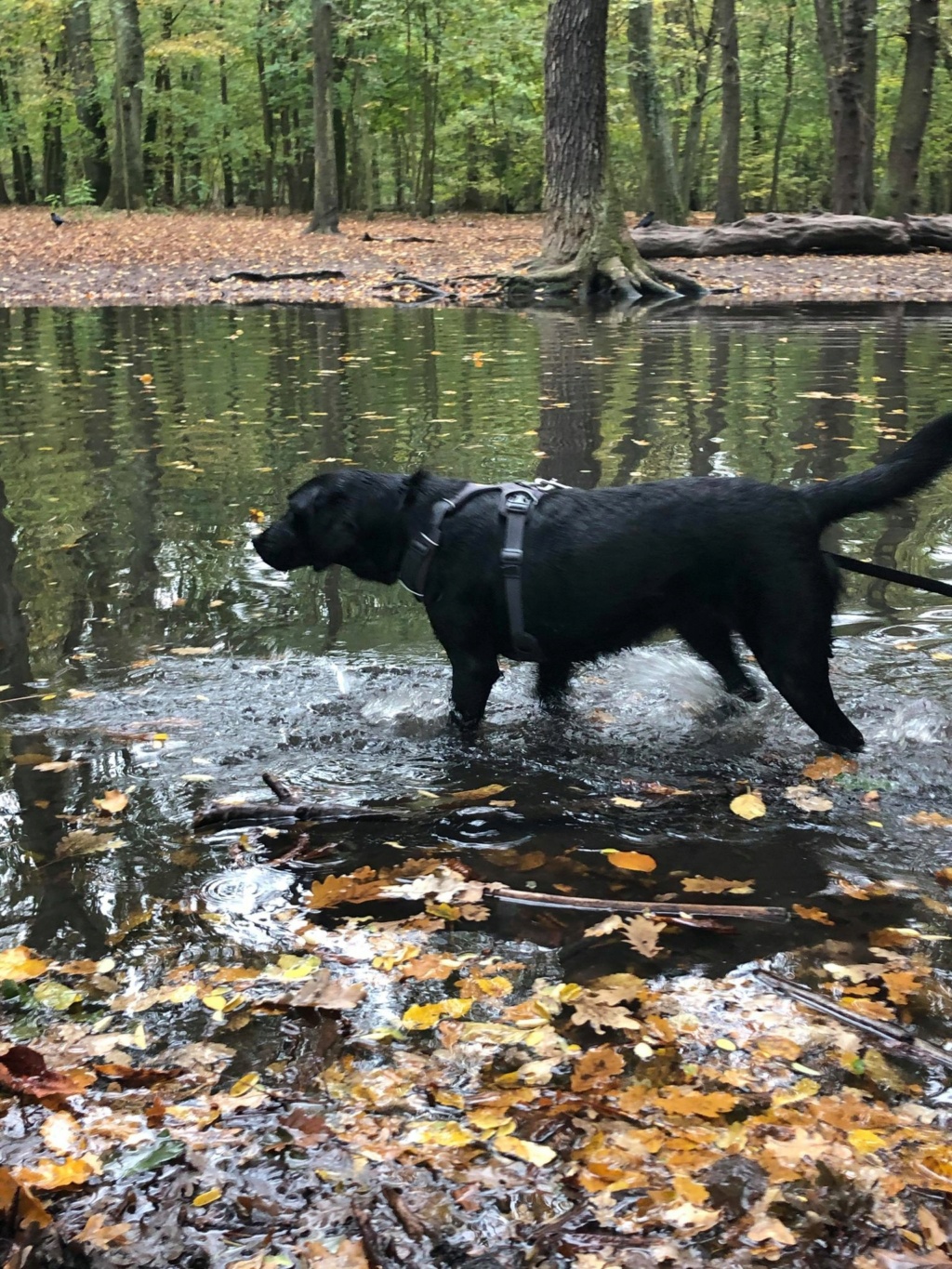 PEGGY magnifique croisée labrador ds le 91 - SERBIE 12244510