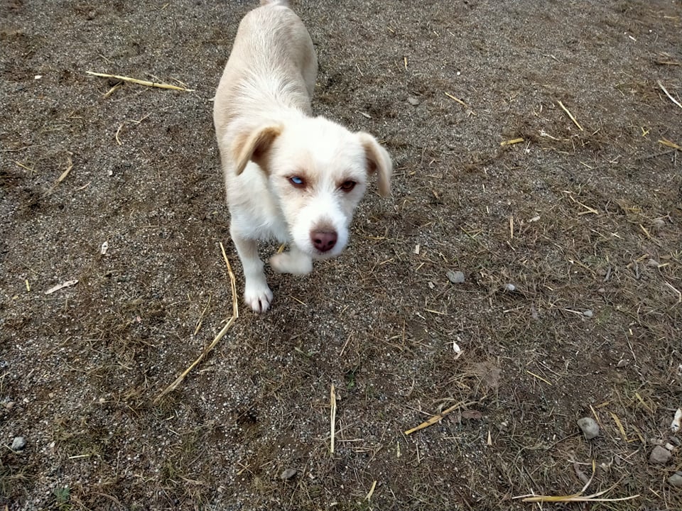 LOLA aux beaux yeux vairons - SERBIE 13020410