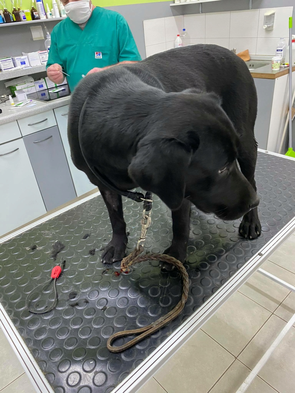 DOUCE croisée labrador avec ses chiots - SERBIE 13267610