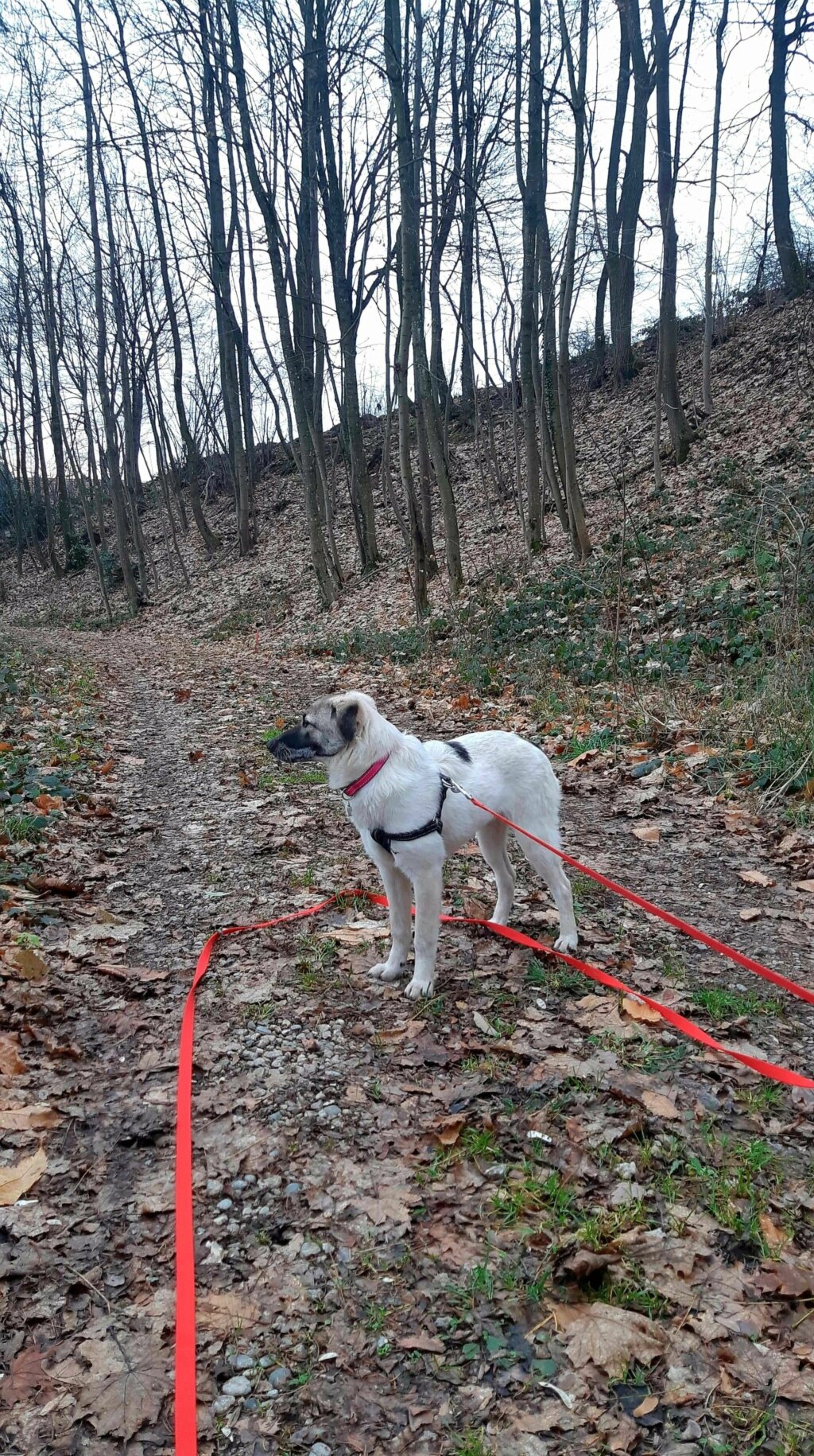 ZIVA une bouille unique - ROUMANIE 13341810