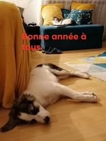 RANDAL magnifique croisé husky - ROUMANIE 13470610