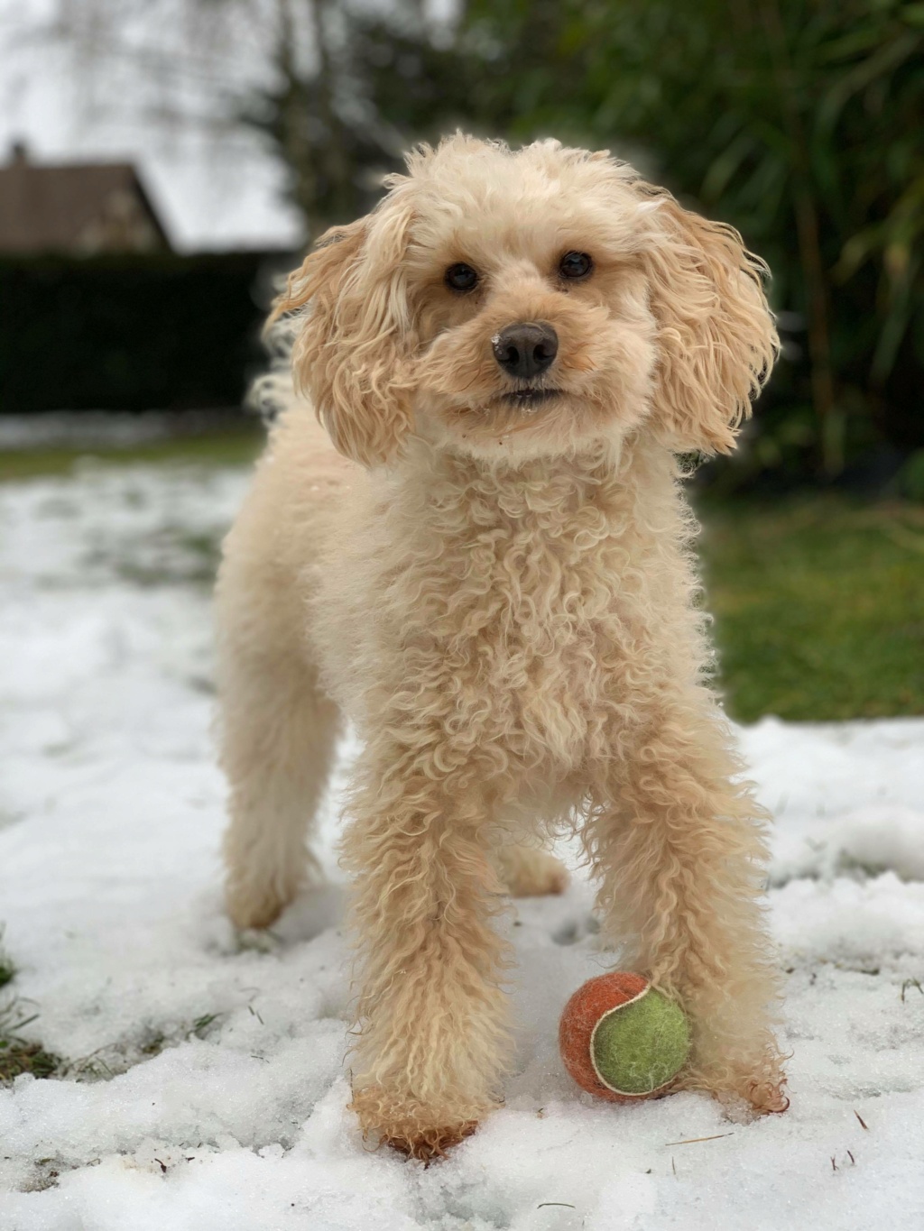 OLFIE chiot caniche abricot - SERBIE 14031910