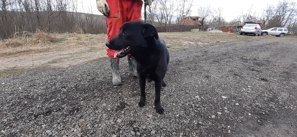 SAMBA mini croisée labrador noire - SERBIE 14151410