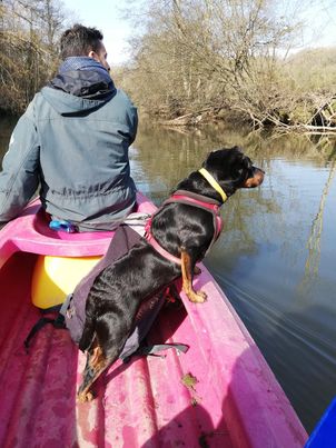 LYRA MERE ET SES 2 CHIOTS - SERBIE 15886410