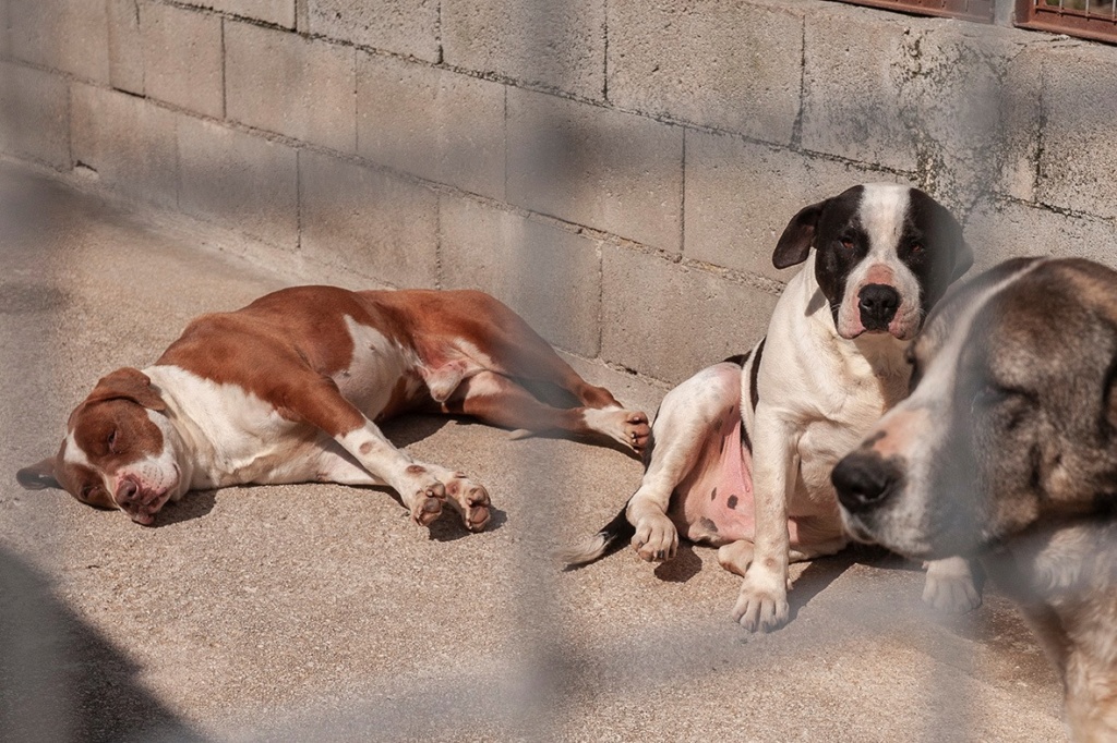 JAMES (blanc et roux) et son post RUSTY - ESPAGNE 15903011