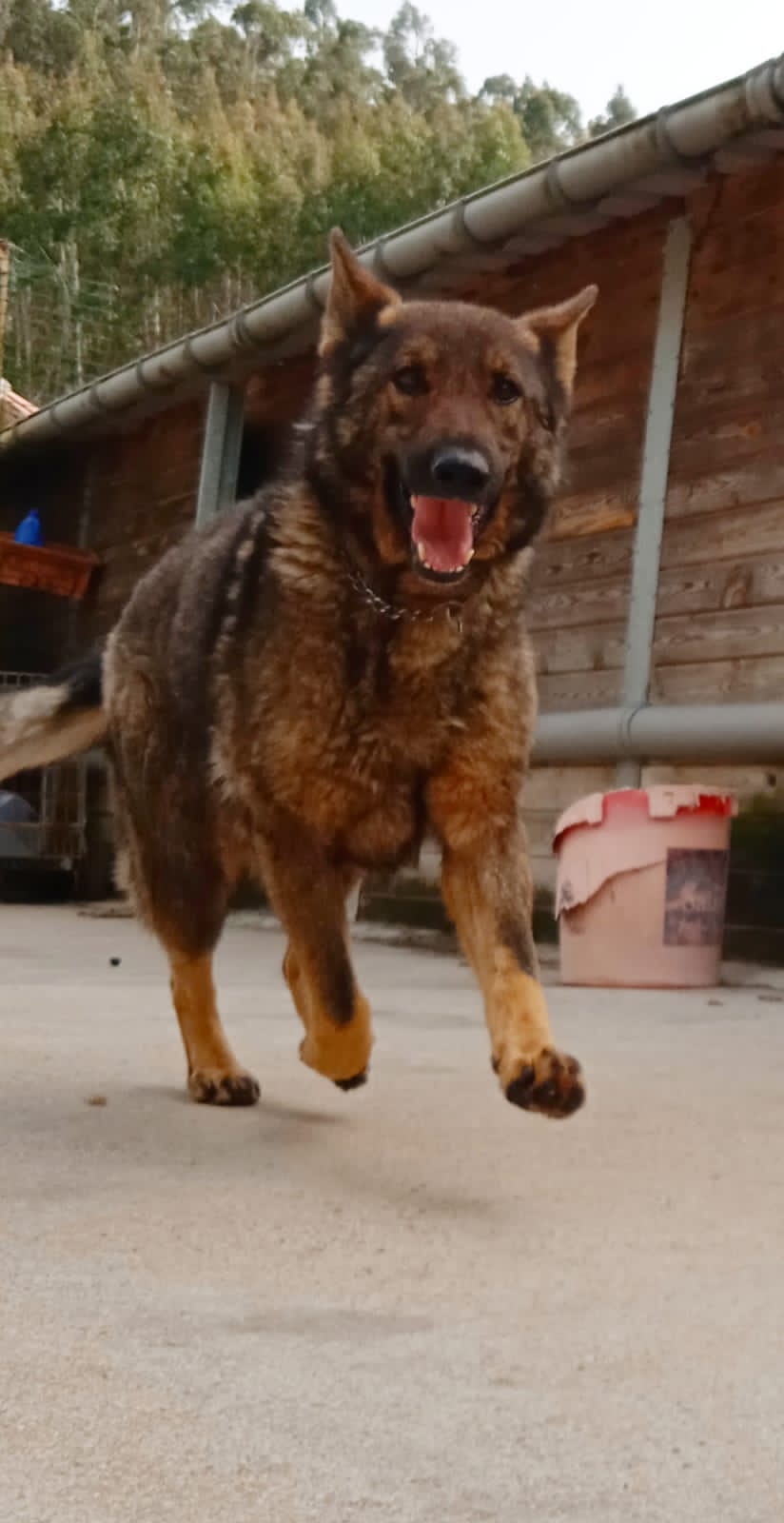 LUPO magnifique croisé BA/Malinois - ESPAGNE 16680110