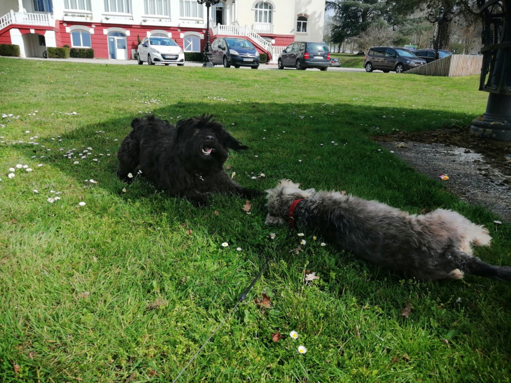 GRIBOUILLE une bouille de canaille - SERBIE  17004310