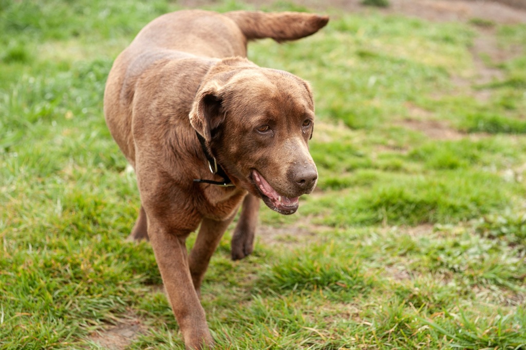 SASHA mere de MEIGA labrador - ESPAGNE 17148910