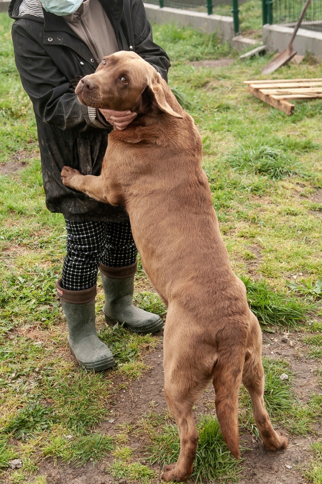 MEIGA fille de SASHA labrador - ESPAGNE 17216410