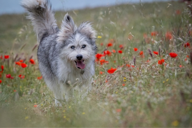 SKYy Ptit loulou aux yeux bleus - SERBIE 17f4f110