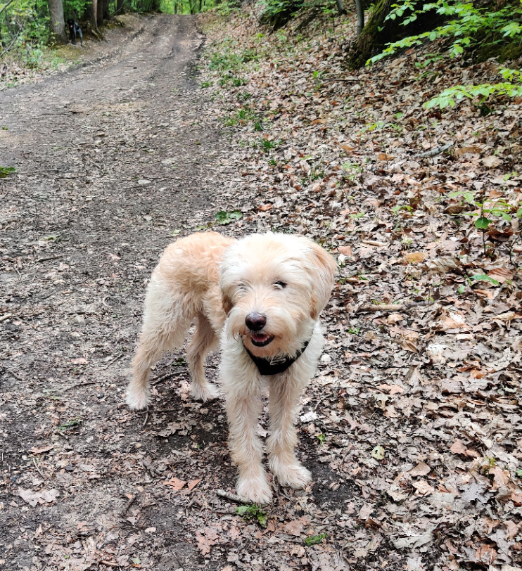 VOYOU jeune croisé caniche sympa - SERBIE 18399910