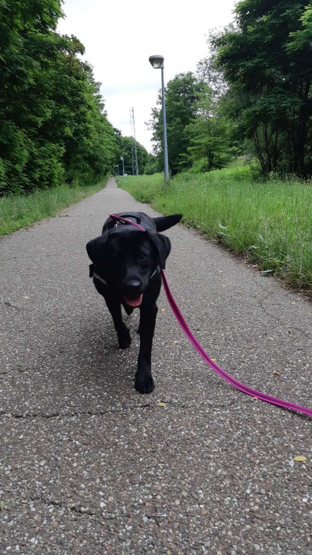 DOUCE croisée labrador avec ses chiots - SERBIE 21174010