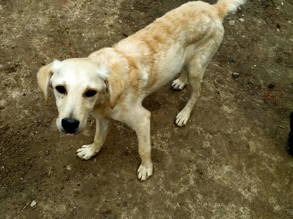 OZzz petit chiot blanc des 4 - en FA dpt 95 - SERBIE 21843511