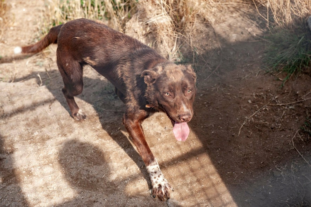 BROWN croisé labrador chocolat - ESPAGNE 23471310