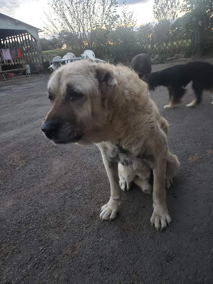 SKIP Croisé kangal - SERBIE 24255210