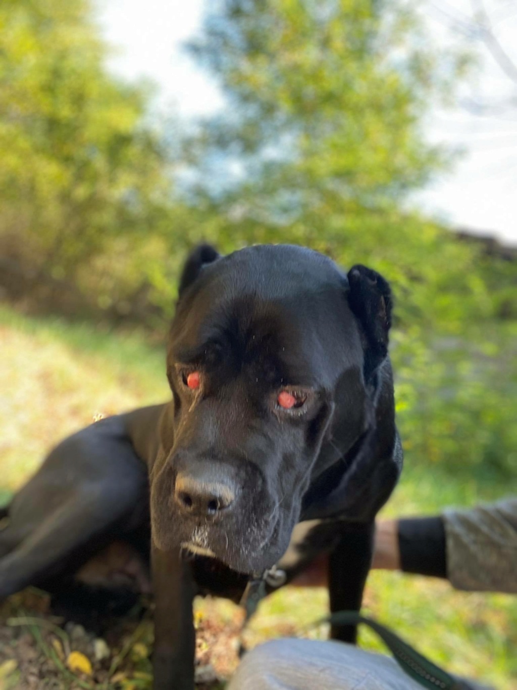 JADE (DANA) gentille cane corso - SERBIE 24354710