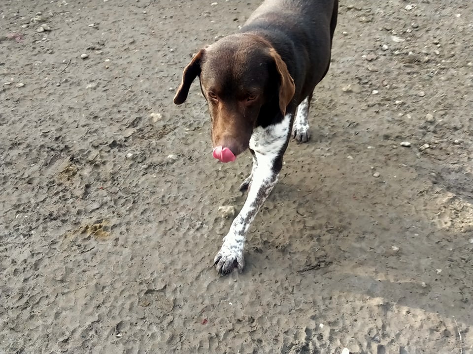 TAZz (SASA) croisé epagneul breton de la tuerie des 70 chiens - SERBIE 24831210