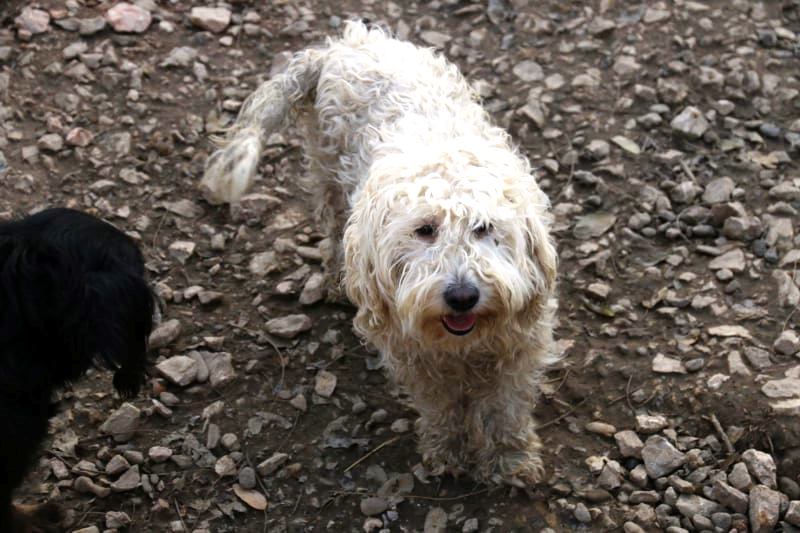 CAPUCINE & PAQUERETTE croisées caniche inséparables - SERBIE 25614710