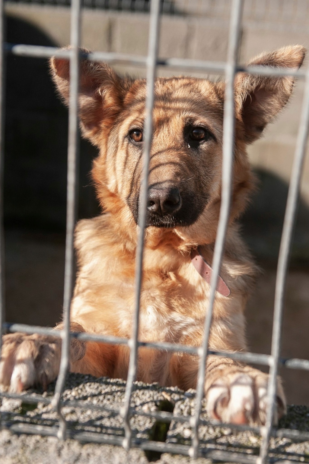 LIMA chiot croisée BA - ESPAGNE 25994310