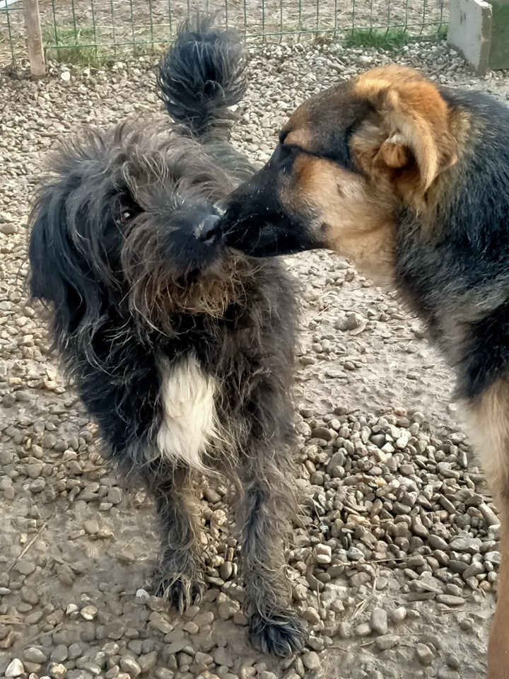 CAPUCINE & PAQUERETTE croisées caniche inséparables - SERBIE 26936212