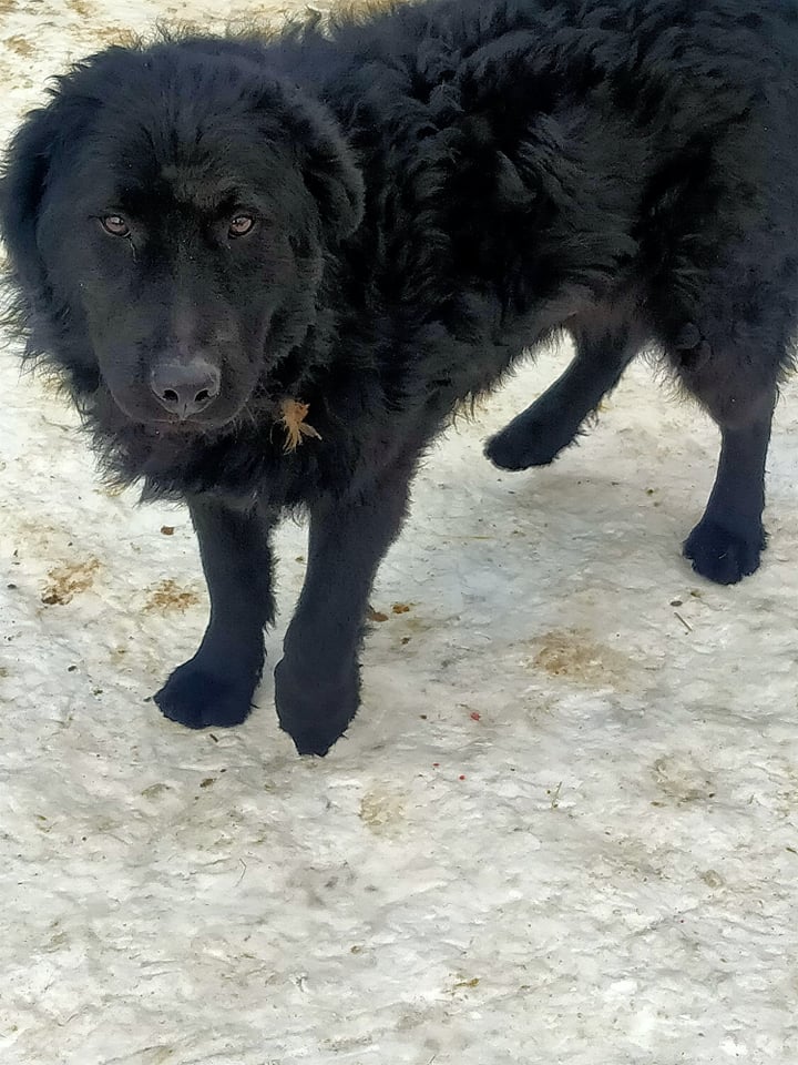 MIKI et FIGARO - x labrador 4 ans - Asso une medaille à ton collier (Serbie) 27177912