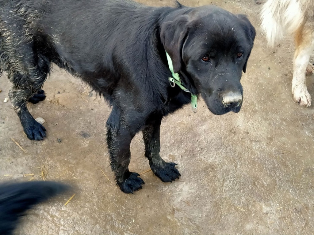 ELIOT (LAKI) Superbe croisé labrador noir des rues - SERBIE 27179610