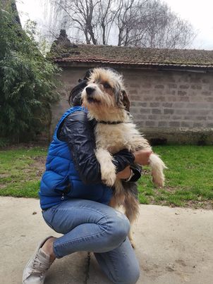 JIRO (PAJA) croisé griffon - en FA dpt 68 - SERBIE 27448410