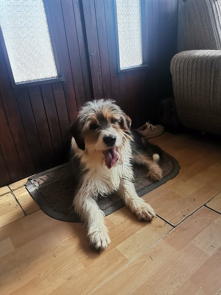 JIRO (PAJA) croisé griffon - en FA dpt 68 - SERBIE 27496610