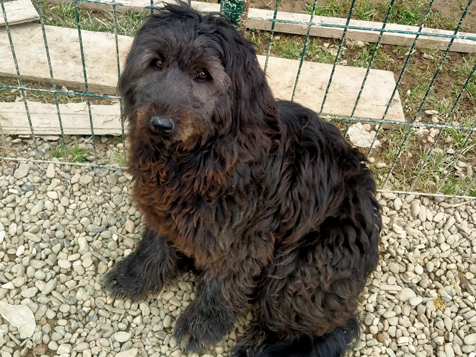 LEPA croisée briard - SERBIE 27571511