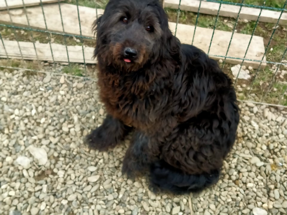 LEPA croisée briard - SERBIE 27597611