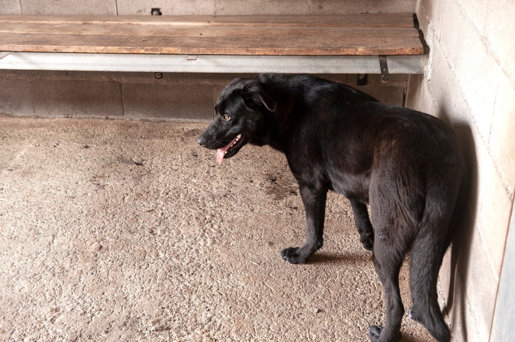 DOUCE croisée labrador - ESPAGNE 27748110