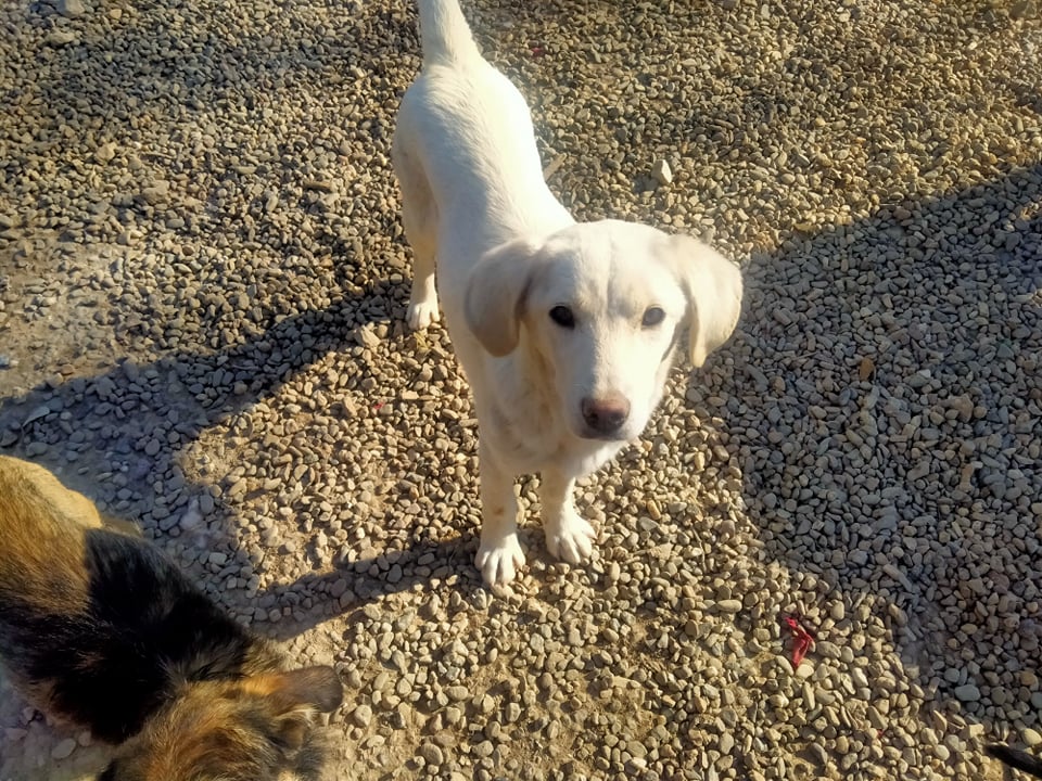 PERLE chiot croisé berger blanche - SERBIE 27892110