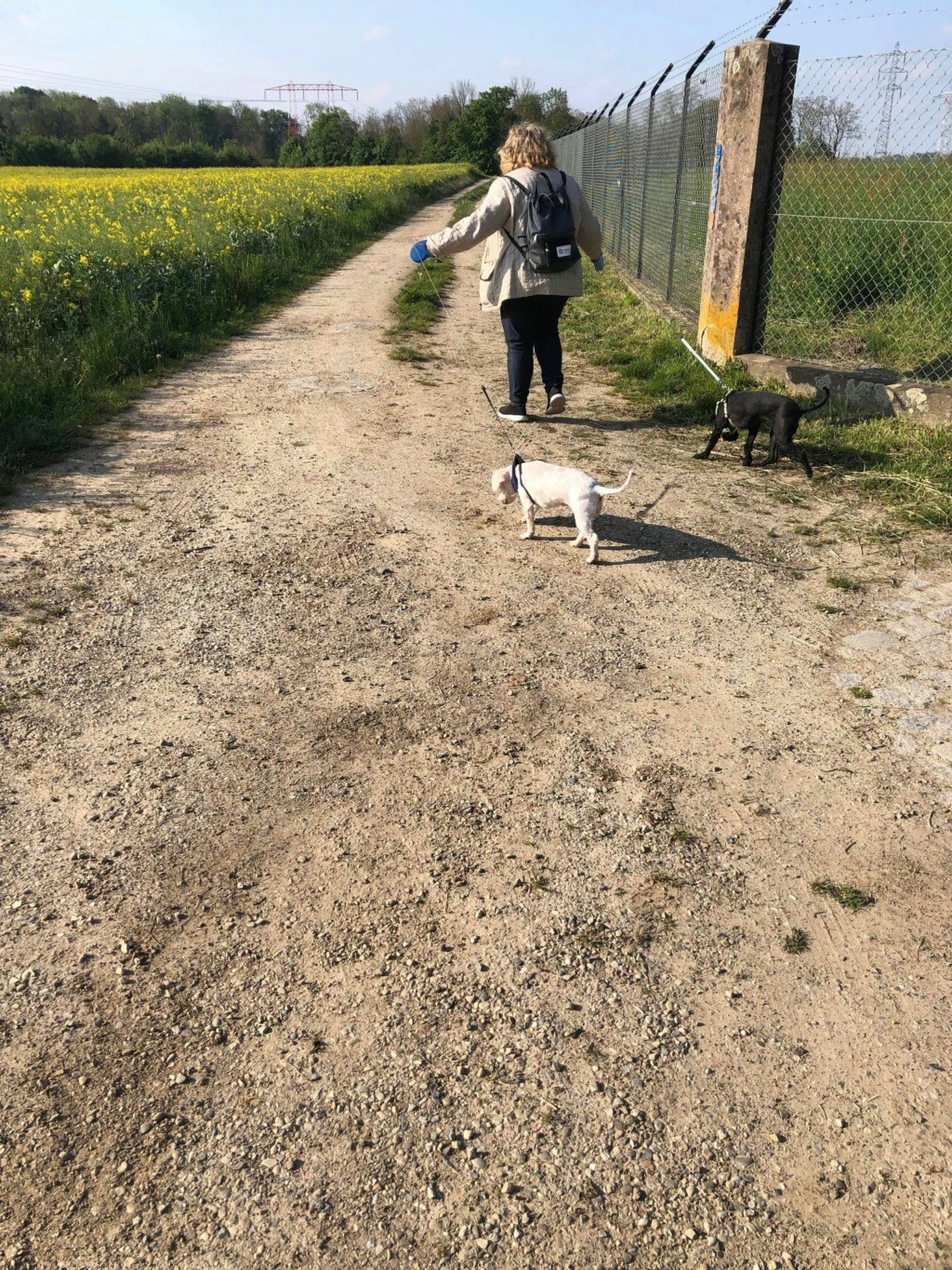 CAPUCINE & PAQUERETTE croisées caniche inséparables - SERBIE 27939310