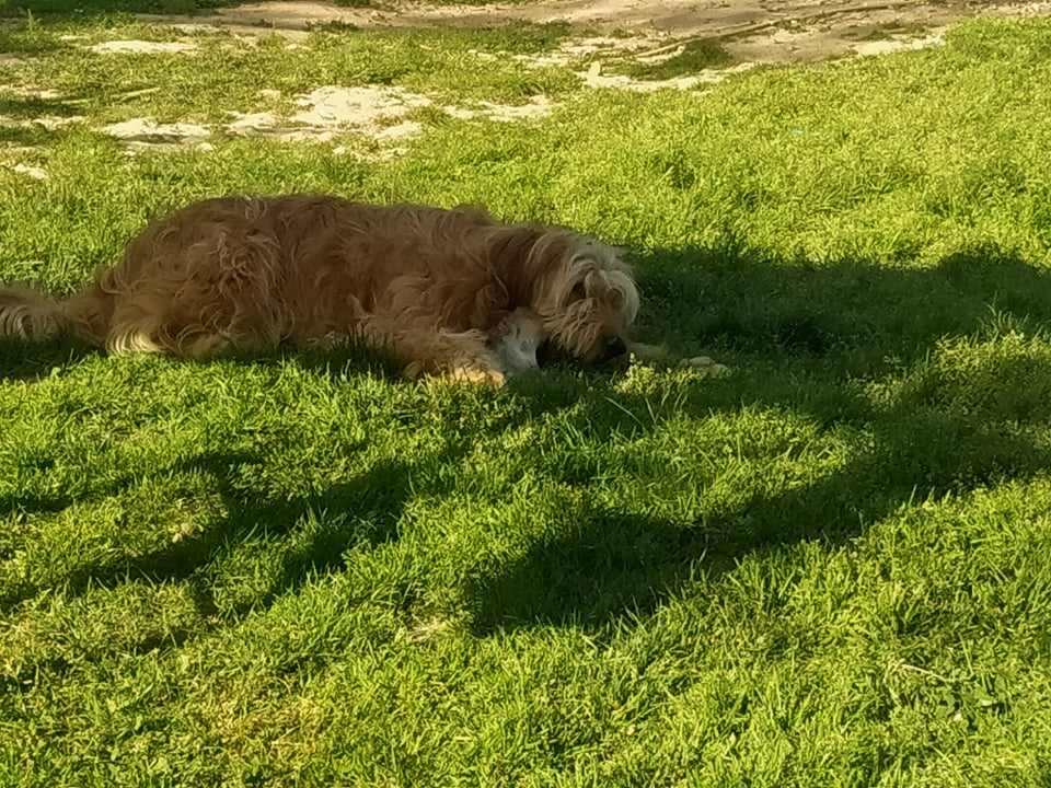 PHOEBE (BJANKA) Nayssy - croisée griffon jaune - SERBIE 28020311