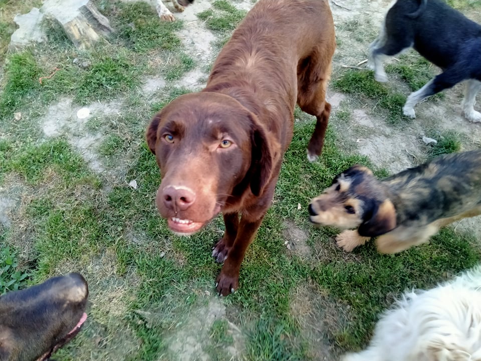 FIGARO splendide labrador chocolat - SERBIE 28022910