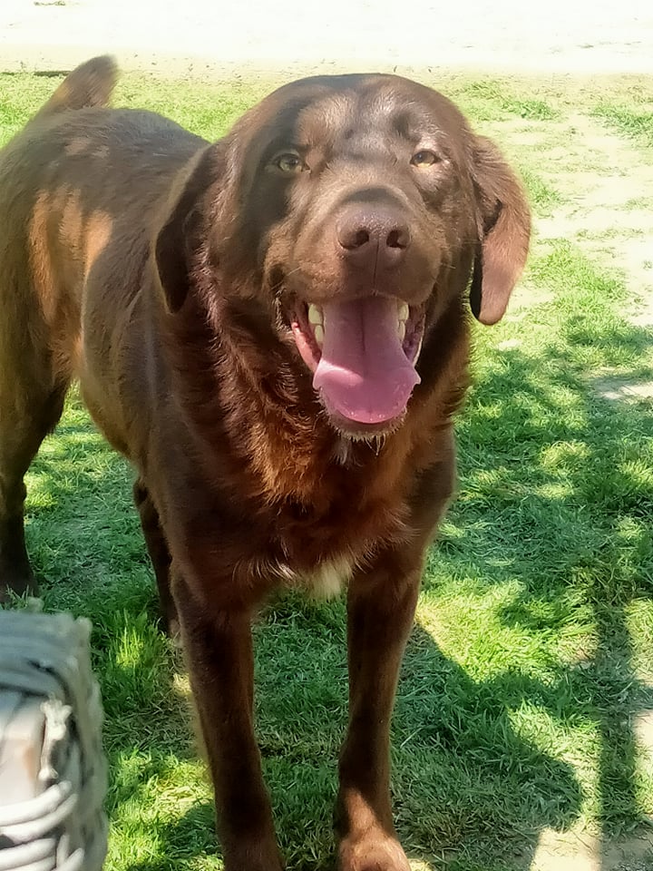 MIKI et FIGARO - x labrador 4 ans - Asso une medaille à ton collier (Serbie) 28052610