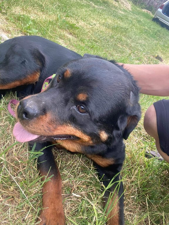 ROXY superbe rott - SERBIE 28119410