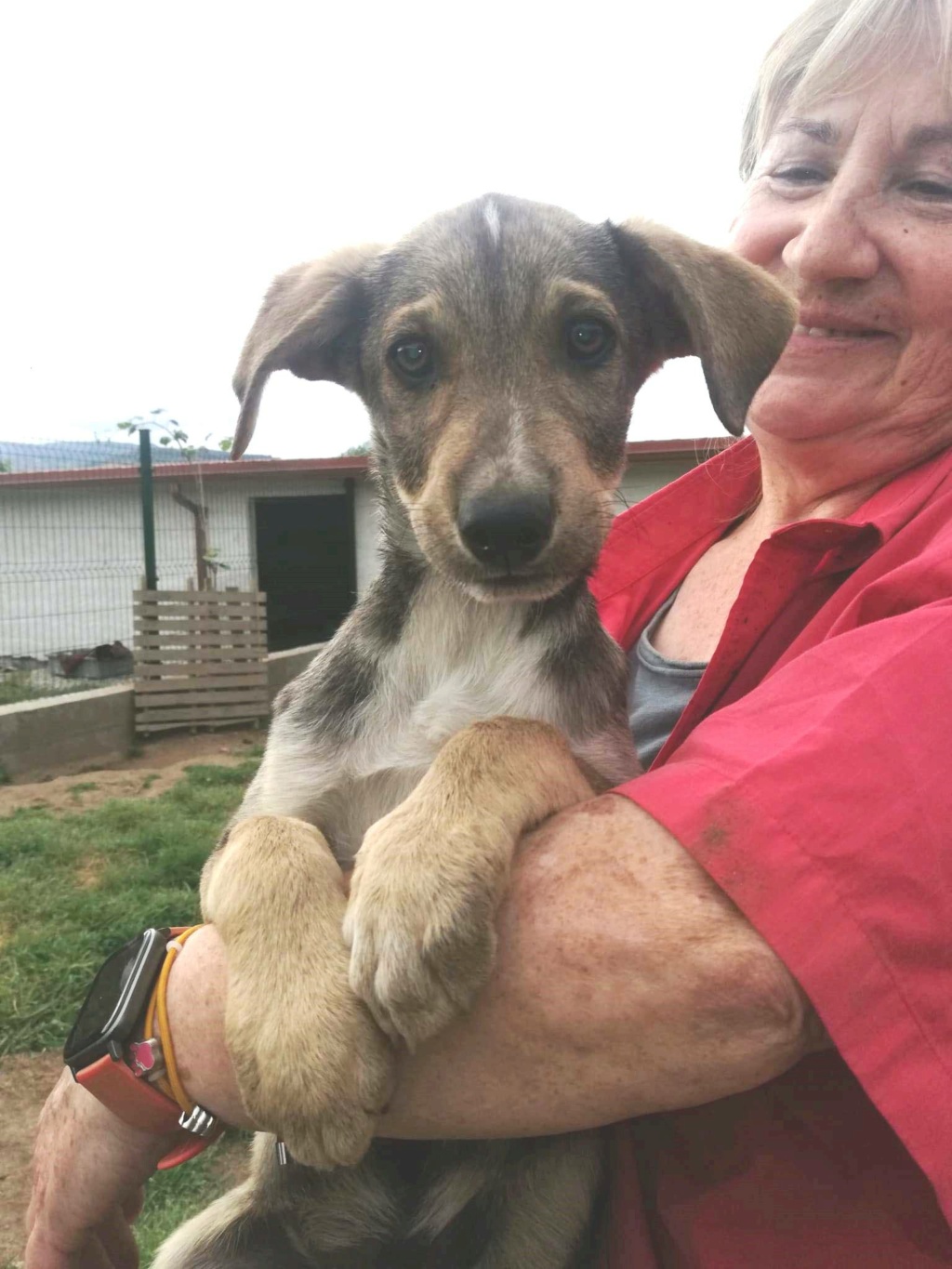 LOBITO croisé podenco - en FA dpt 76 - ESPAGNE 28387910