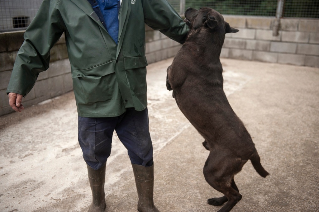 CHOCU labrador chocolat - ESPAGNE 28481710