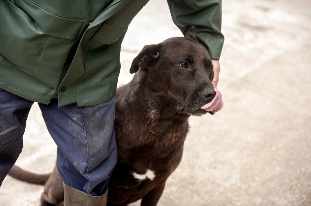 CHOCU labrador chocolat - ESPAGNE 28507010